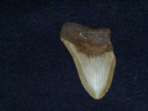 MEGALODON TOOTH FOSSIL.